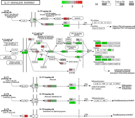 Gene Expression Changes In The IL 17 Signalling Pathway Representation