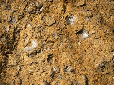 Limestone With Fossils Texture Stock Photo - Image: 29093320