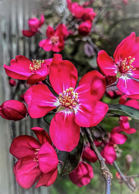 Crabapple Blossoms Photograph by Lorri M Barry Photography - Fine Art ...