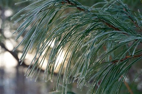 Frosted Pine Needles Frost Covered Pine Needles Starting T Flickr