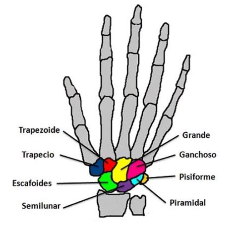 Descubre Los Nombres De Los Huesos De La Muñeca En 5 Minutos Cfn
