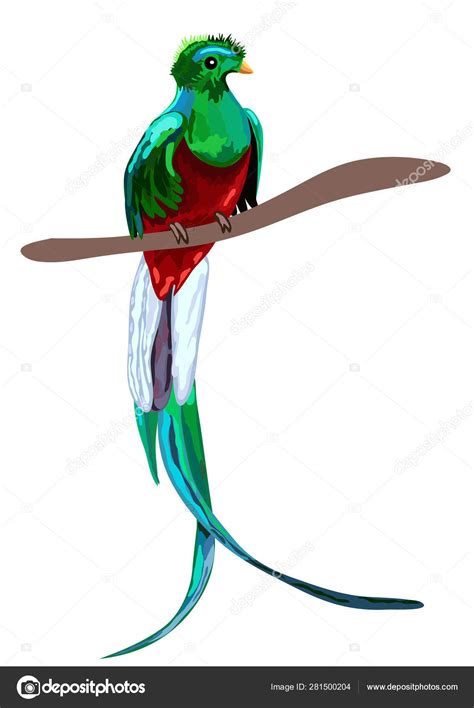 Verde P Jaro Tropical Quetzal Resplandeciente Sentado En Rama Aislado