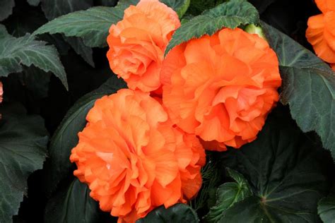 Begonia Varieties Hgtv