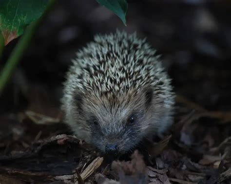 European Hedgehog | Mammals Wiki | Fandom