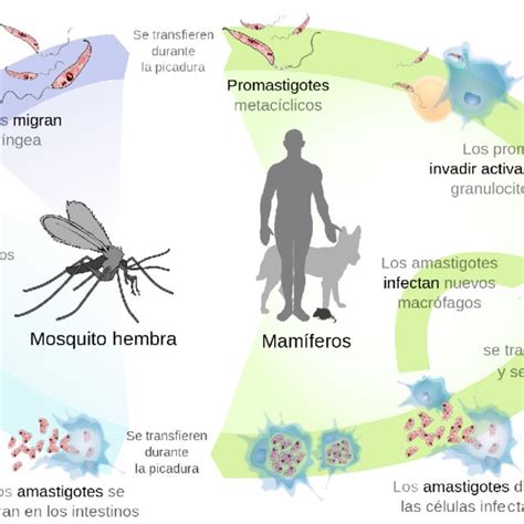 Ciclo Vital De Los Parásitos Del Género Leishmania Responsables De La Download Scientific