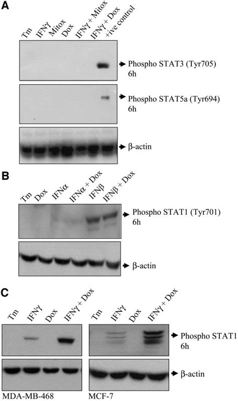 Potentiation Of STAT1 Activation By Doxorubicin Is Specific For IFN And