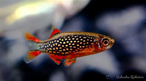 Razbora Galaxy Danio Margaritatus Podwodnekrolestwo Pl