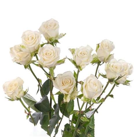 White Spray Rose 100 stems | J R Roses Wholesale Flowers