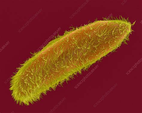 Ciliated Protozoan Paramecium Sp Sem Stock Image C0321083 Science Photo Library