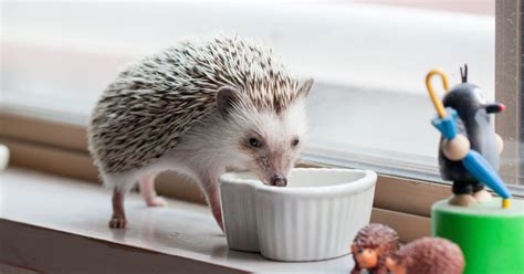 Best Cat Food For Hedgehogs | Hedgehog Food List, Diet Plan