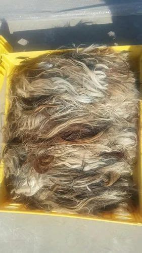 Cow Tail Hair / Buffalo Tail Hair at Rs 520/kg in Sambhal | ID ...