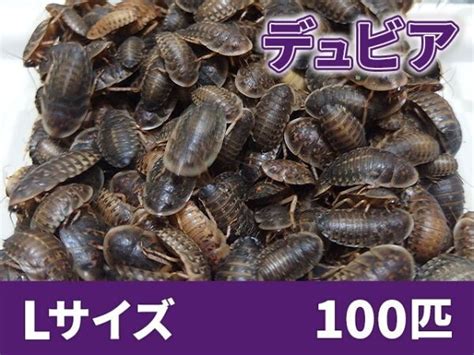 yahoo  cm