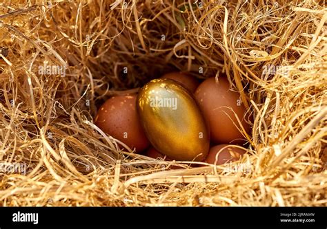 A Golden Egg In A Nest Stock Photo Alamy