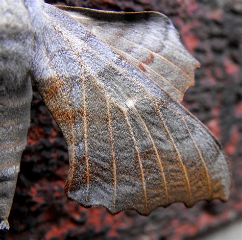 Wing Poplar Hawk Moth Dave Buckley Flickr