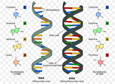 Nucleic Acid Structure RNA DNA, PNG, 751x601px, Nucleic Acid, Acid ...