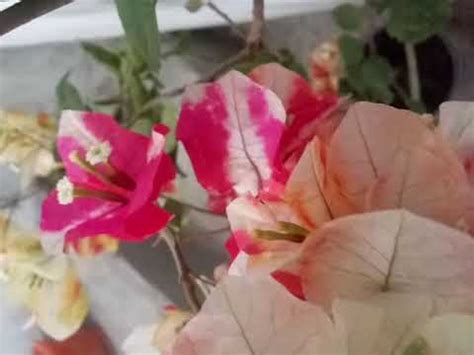 Bougainvillea Chitra Monduring Seasonal flower but lush Lifeisbeαutiful