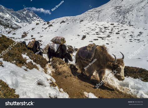 Caravan Dzos Yak Hybrids Going Everest Stock Photo 392386756 Shutterstock