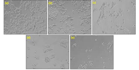 Representative Morphological Changes In Hct Cells After The