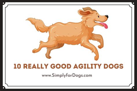 10 Really Good Agility Dogs - (You Must Love Them) Simply For Dogs