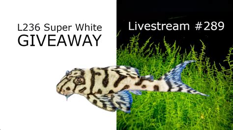 L236 Rb Strain Super White Pleco Giveaway Ep 289 Youtube