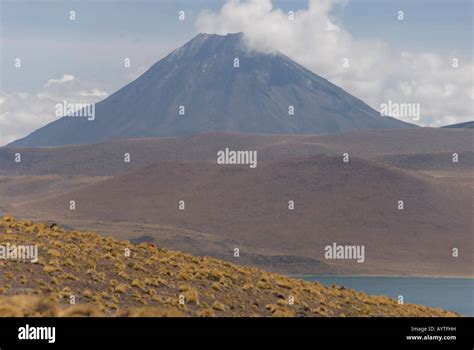 Flora and fauna of the atacama desert hi-res stock photography and images - Alamy