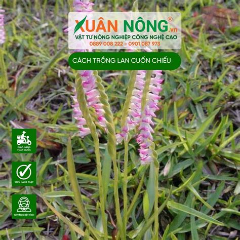 Cách trồng lan cuốn chiếu năng suất cao 