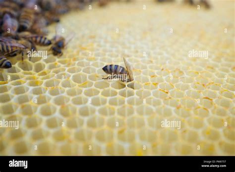 bee depositing nectar Stock Photo - Alamy