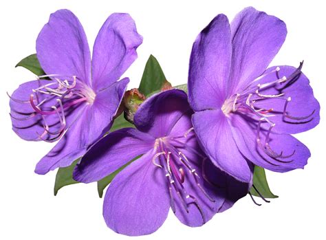 Purple Flowers Png Free Download