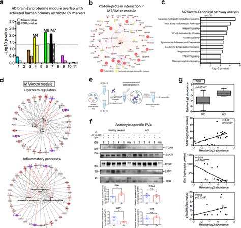 The M7 Module Is Enriched In Activated Astrocyte Derived Ev Markers And