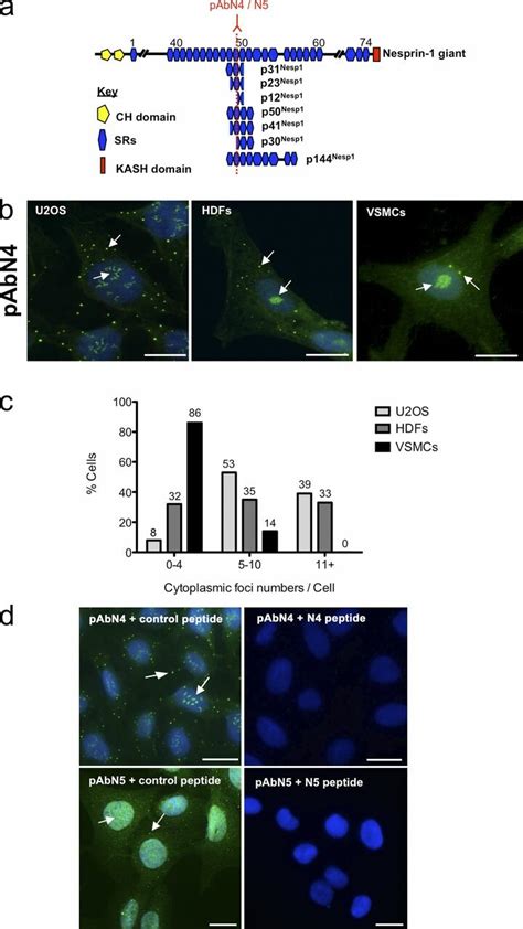 Subcellular Localization Of Nesprin Isoforms A Schematic Of