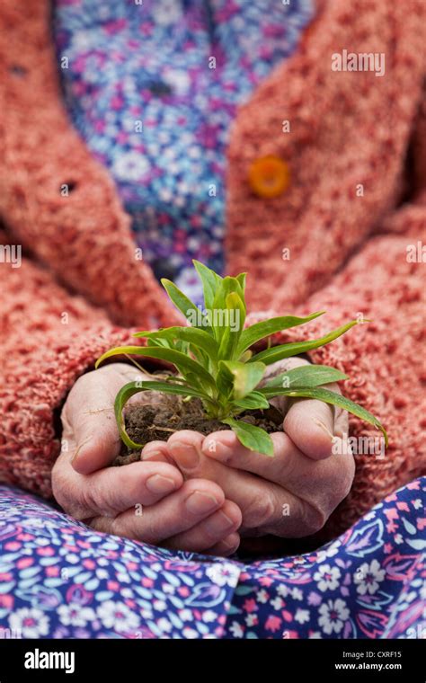 Hands Of An Old Woman Holding A Plant Sapling In Her Lap Stock Photo