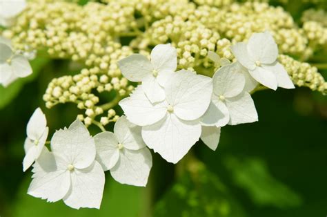 Standout Native Hydrangeas With Mt Cubas Sam Hoadley A Way To Garden