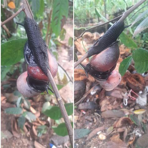 Rare Captures : r/AnimalsBeingStrange