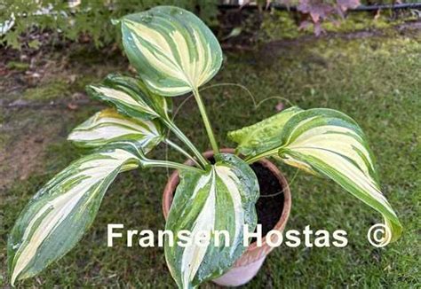 Hosta Fragrant Princess Fransen Hostas