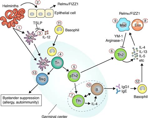 Cellular Interactions In The Immune Response To Helminths Helminths