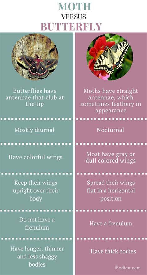 Difference Between Moth and Butterfly – Pediaa.Com