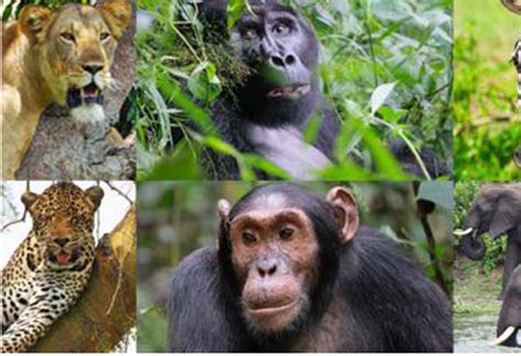 Days Uganda Wildlife And Primates Safari Safari Vacations Travel