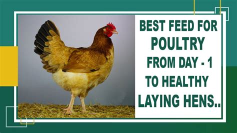 What Is The Best Chicken Feed For Laying Eggs Pet Food Guide