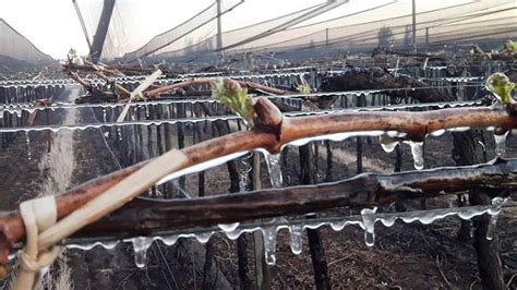 Pron Stico De Heladas En Mendoza C Mo Combatir Sus Efectos