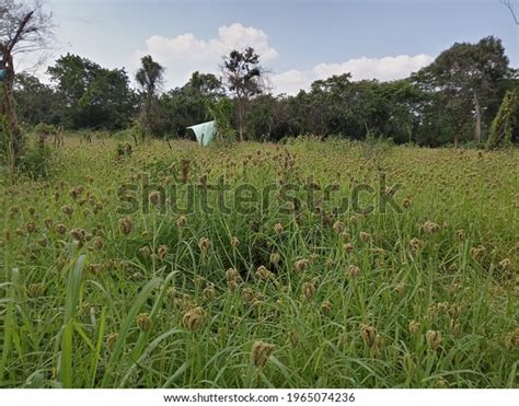 Kurahan Harvest Sri Lankachena Cultivation Stock Photo 1965074236