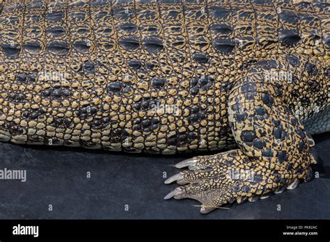 Crocodile Claw Foot Hi Res Stock Photography And Images Alamy