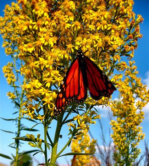 1000+ images about Monarch Butterflies Migration on Pinterest