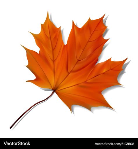 Orange maple leaf Royalty Free Vector Image - VectorStock