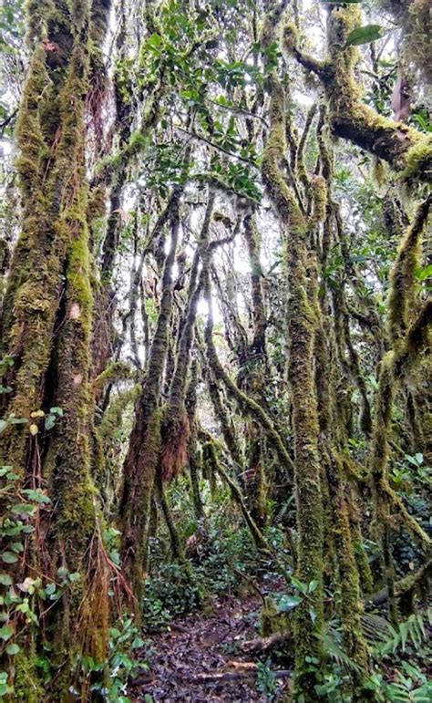 15 Tempat Menarik Di Bukit Fraser Berserta Aktiviti Popular 2025