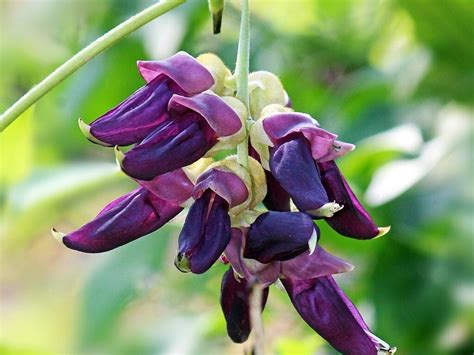 Mucuna pruriens - extrakt z fazolí s 98% L-DOPA - Herbal-store.cz