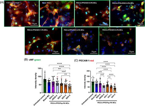 Expression Of Platelet Endothelial Cell Adhesion Molecule PECAM1 And