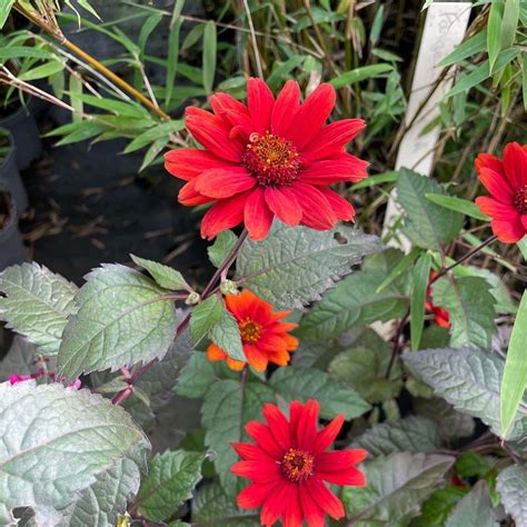 Heliopsis Helianthoides Var Scabra Bleeding Hearts