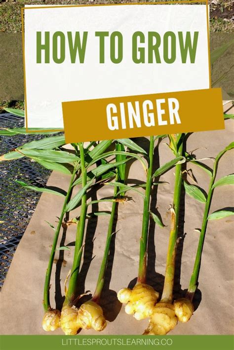 How To Grow Ginger Little Sprouts Learning