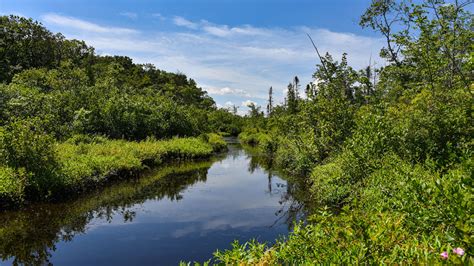 Picture This: Bog Walk at Tannersville Cranberry Bog Preserve ...