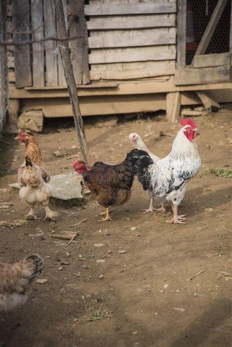 Farm Life Chickens Hens Rooster Stock Image Image Of Chick Farmyard 108816991